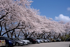 遠近どちらの桜も楽しめます