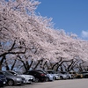遠近どちらの桜も楽しめます