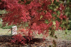 赤いドレスを纏いて舞い踊る