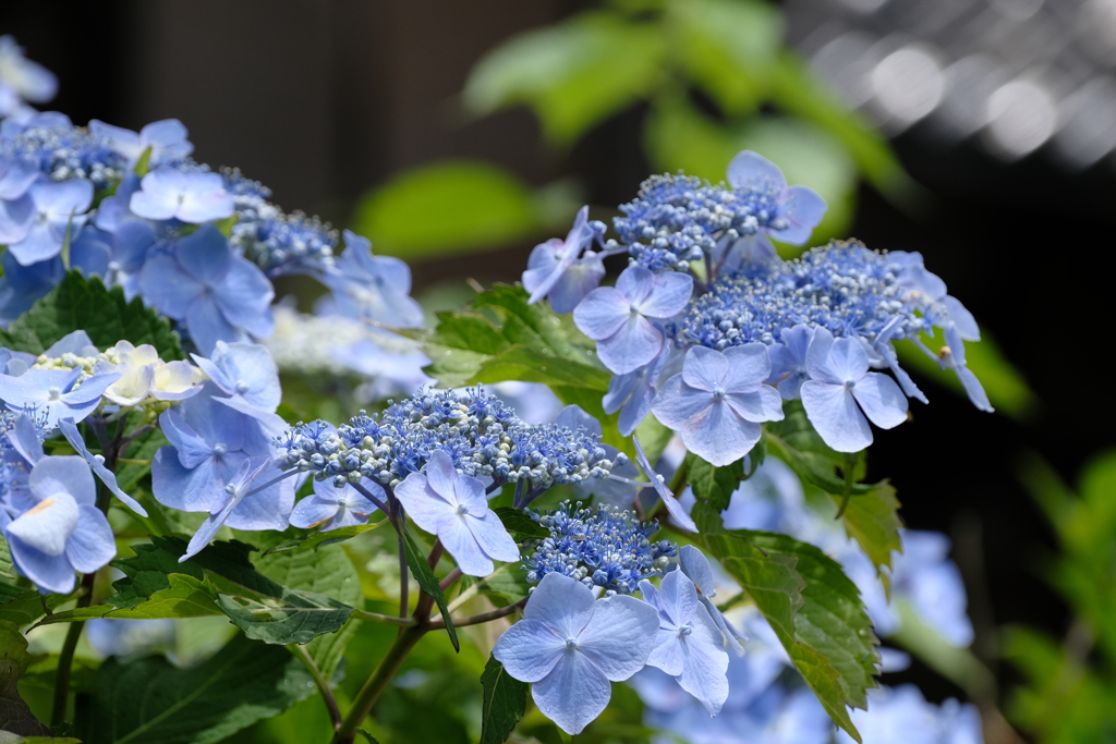 夏の思い出を振り返って