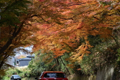 脇見は我慢の紅葉アーケード