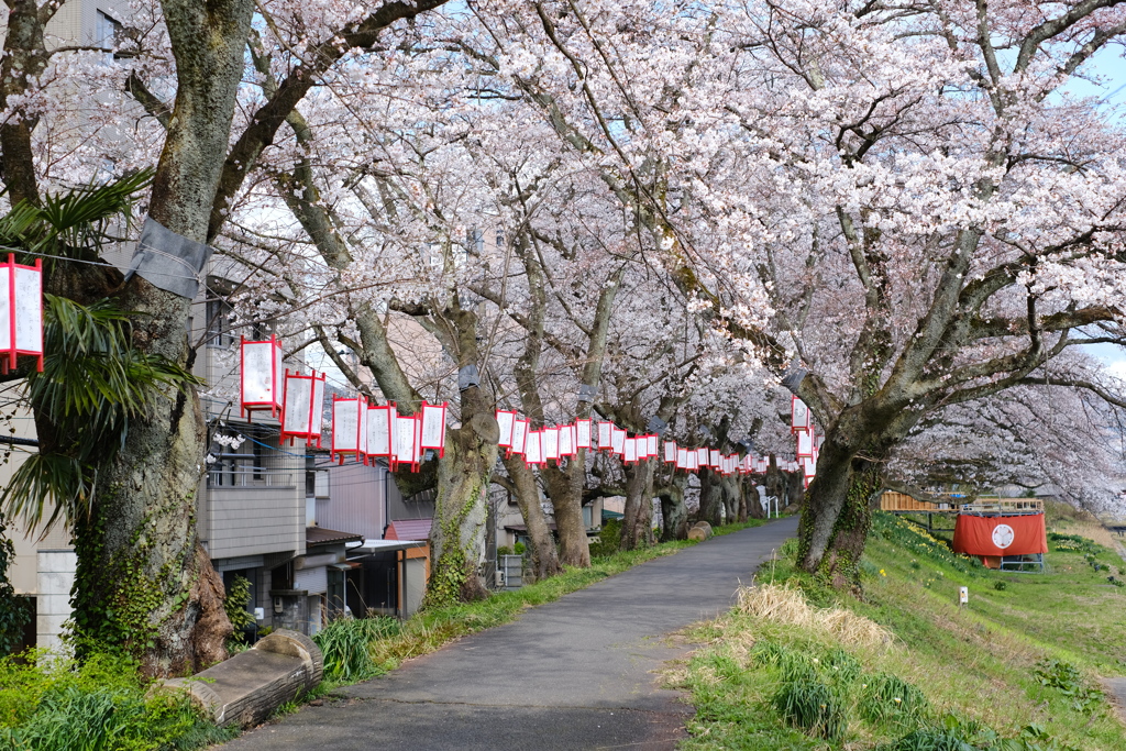 小雨なら 何とかなるさ 桜屋根