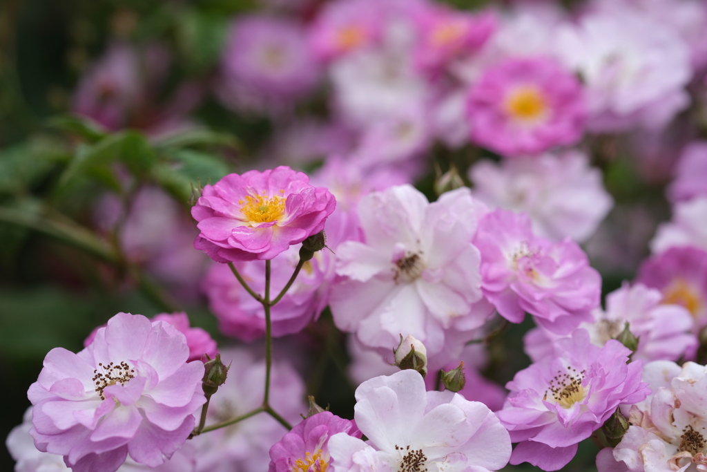 楽園へ薔薇王子がやって来た