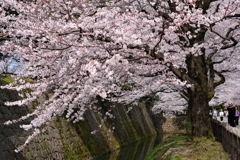 水面に映る桜は風の気まぐれ