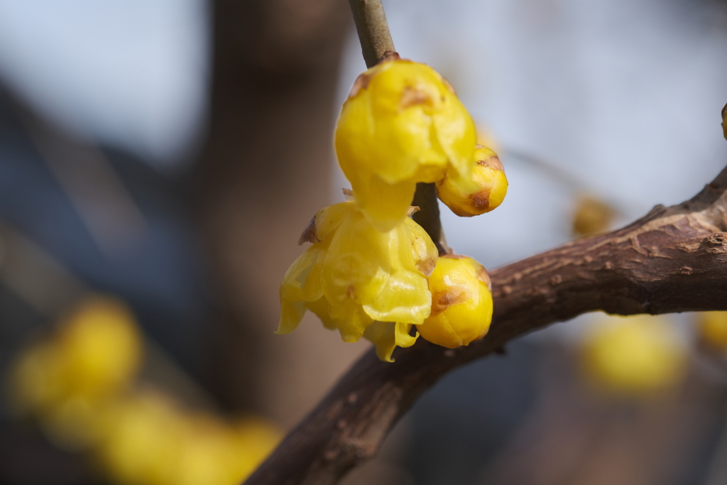 春の陽気を感じて開花の準備中