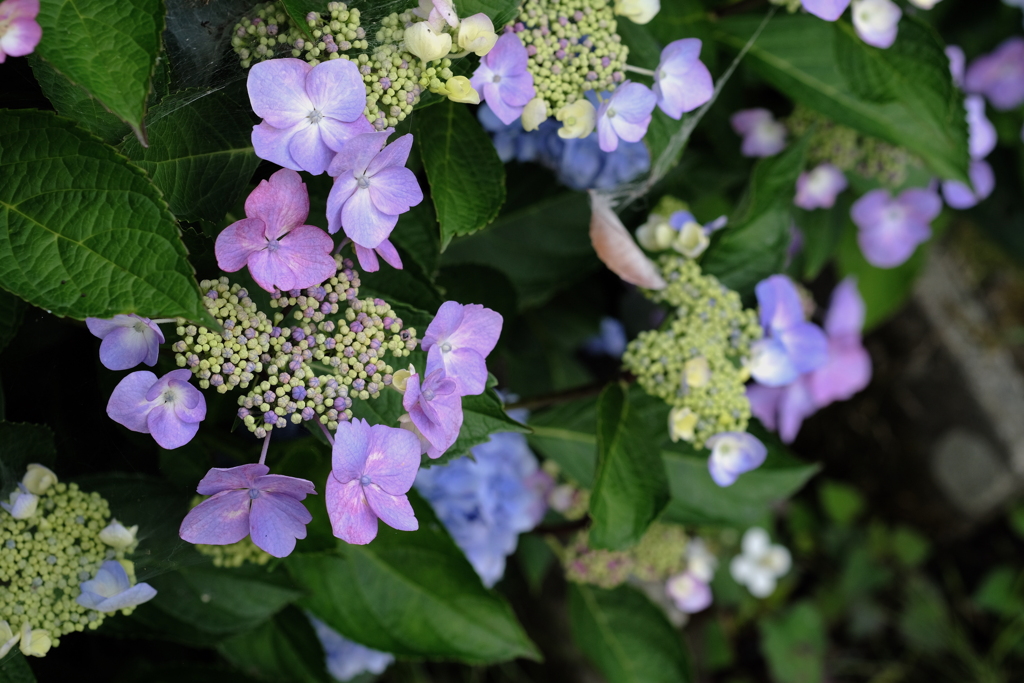 紫陽花のカーテンを探してね