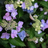 紫陽花のカーテンを探してね