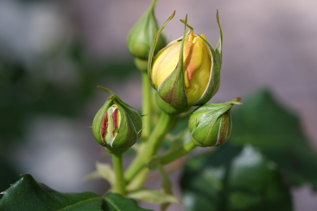 どんな花が咲くかお楽しみに