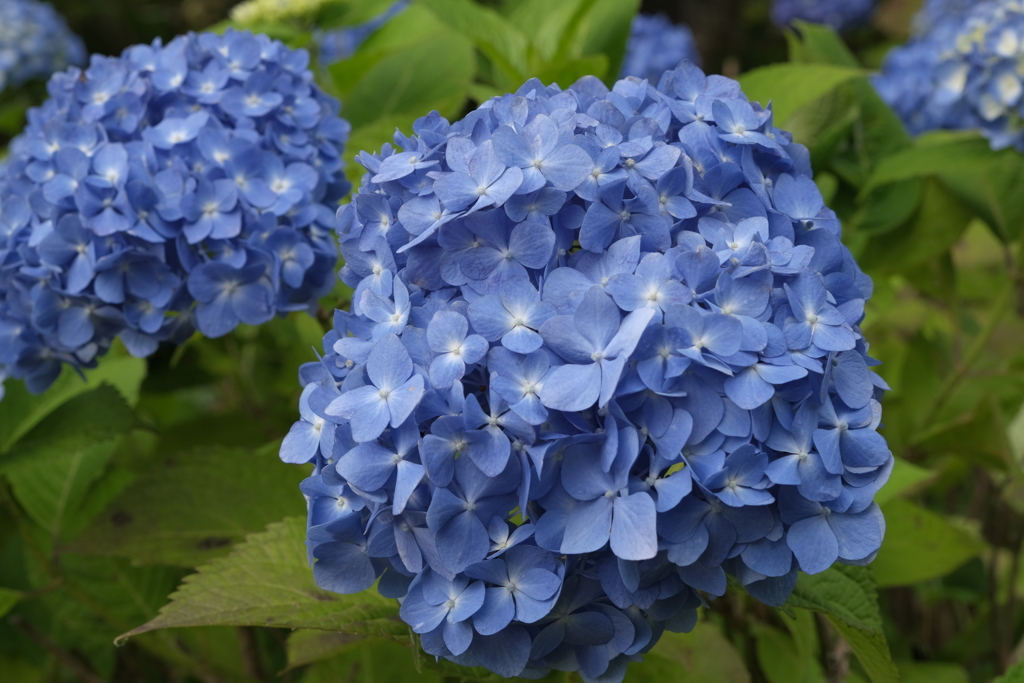 紫陽花ボールが迫り来る