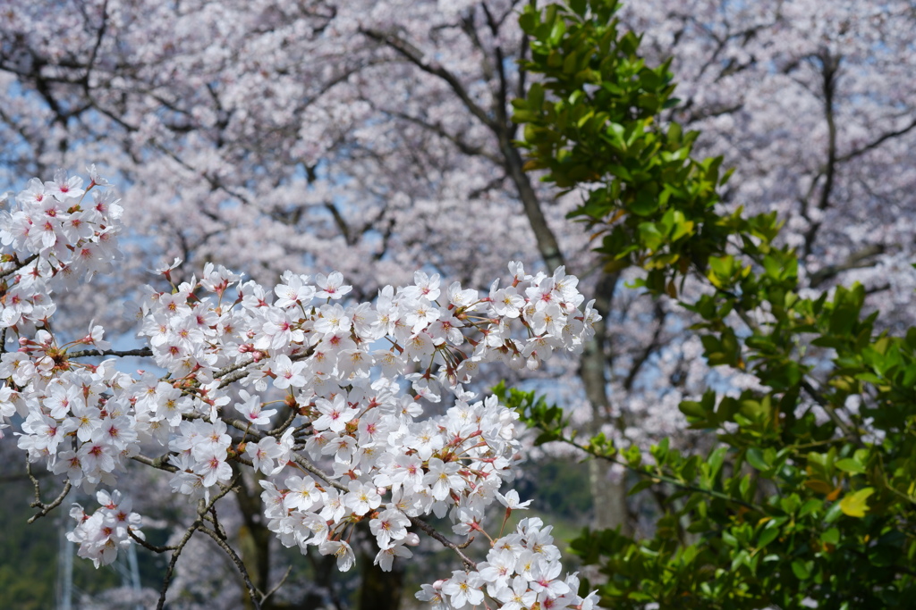 桜の樹と花の二面性