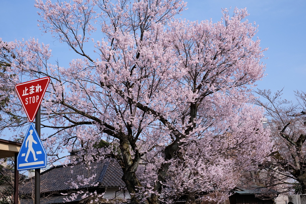 桜に魅入られ一回お休みです