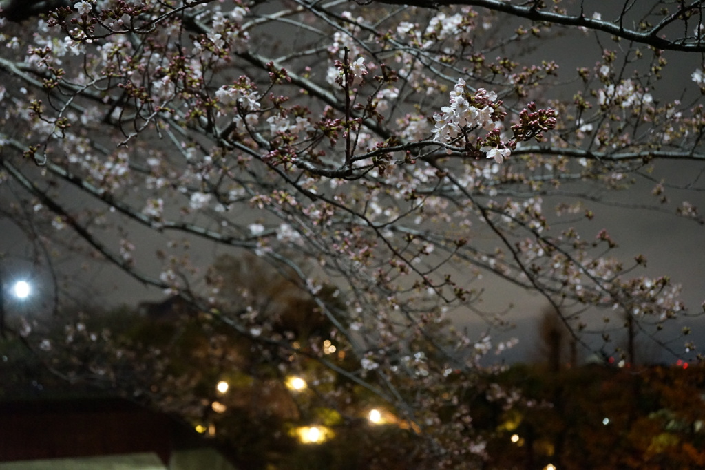 夜桜　弐ノ型