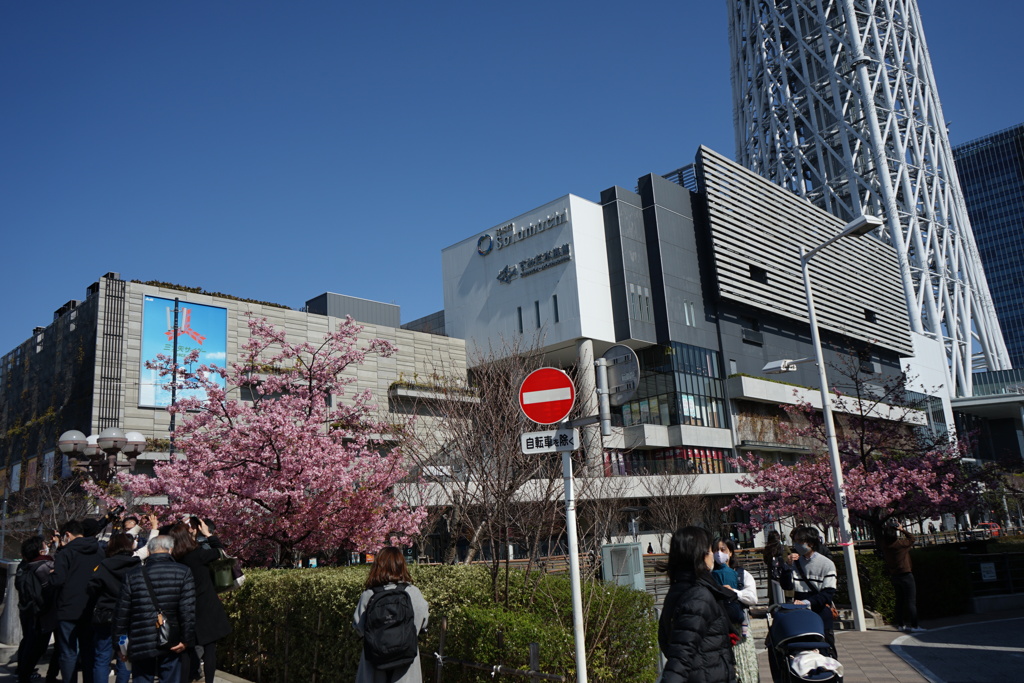 桜越しのスカイツリー