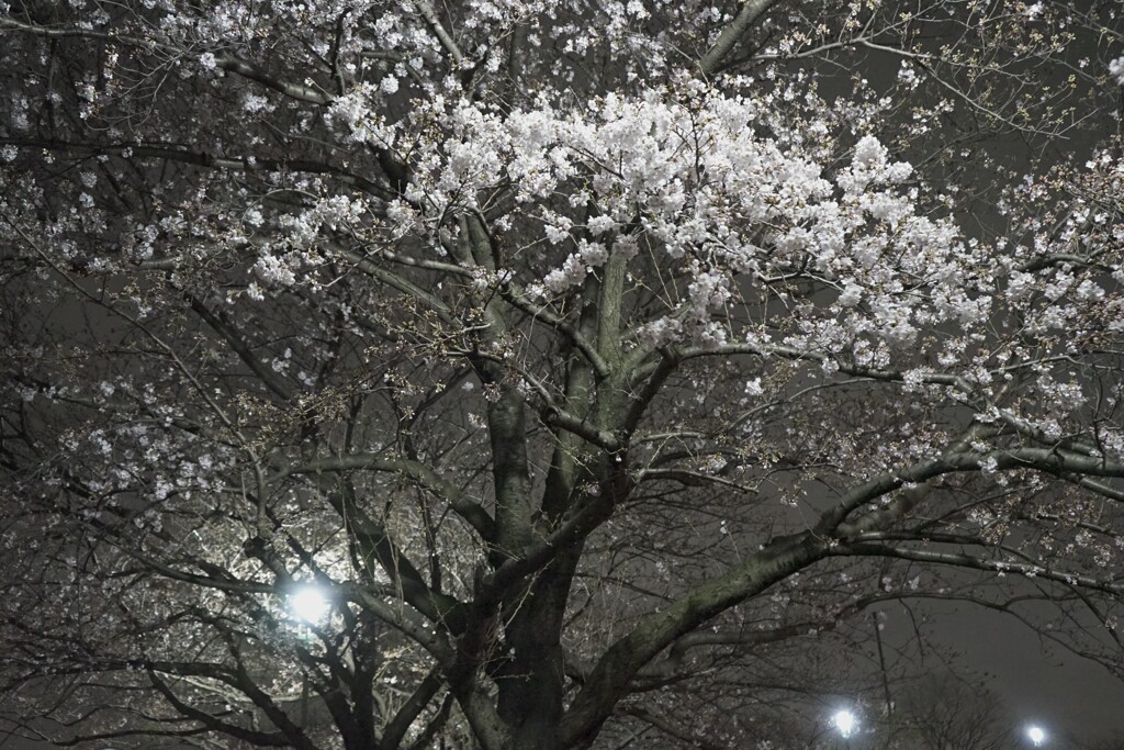 夜桜　壱ノ型