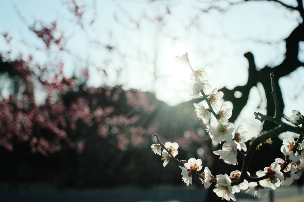 fuji aps-c × オールドレンズ　その2
