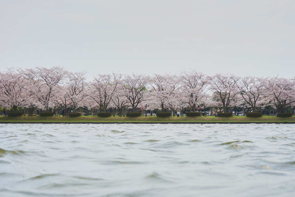 水辺の桜