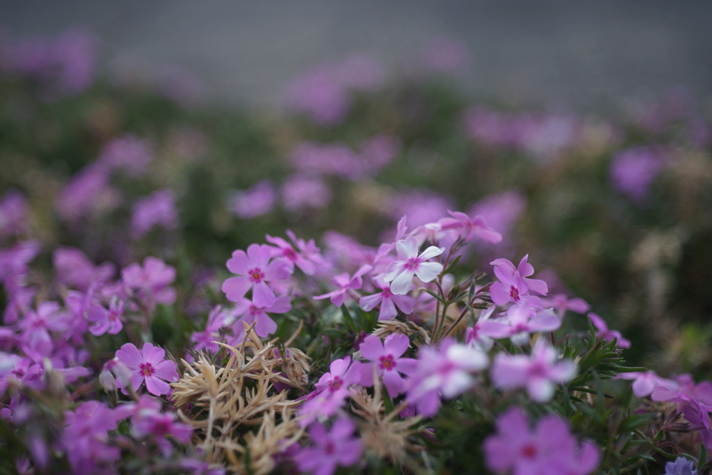 普通の花