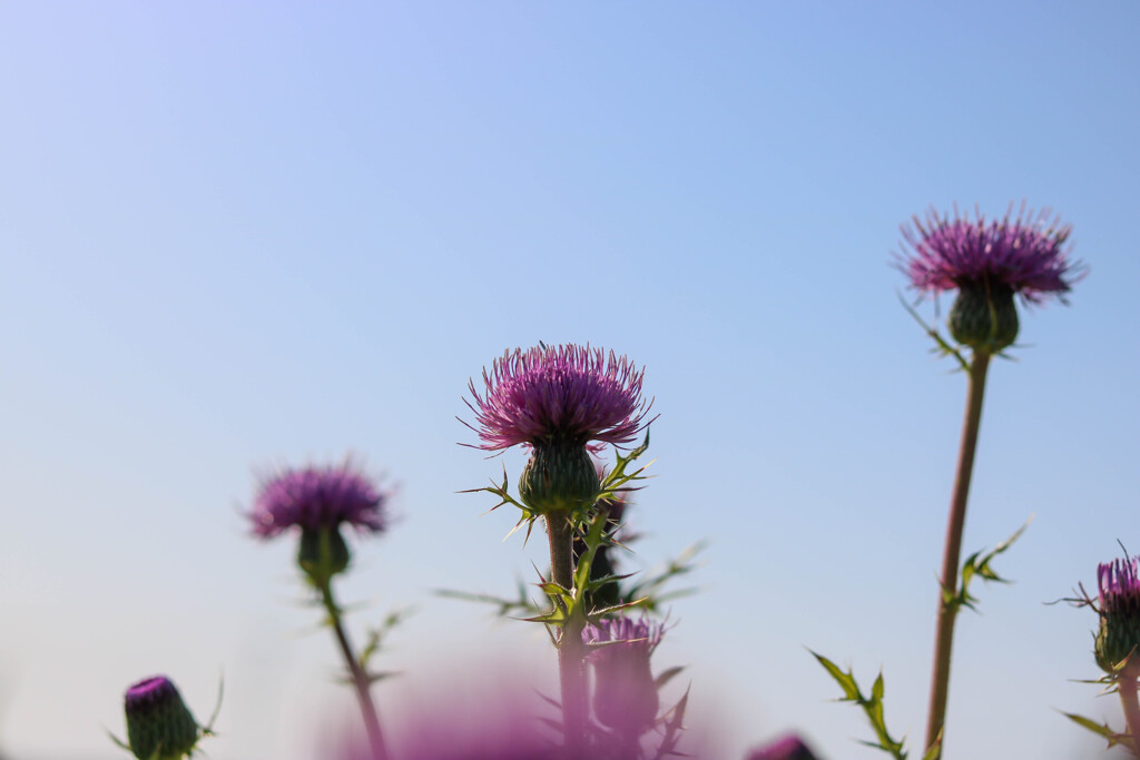 きれいな花の葉には棘がある3