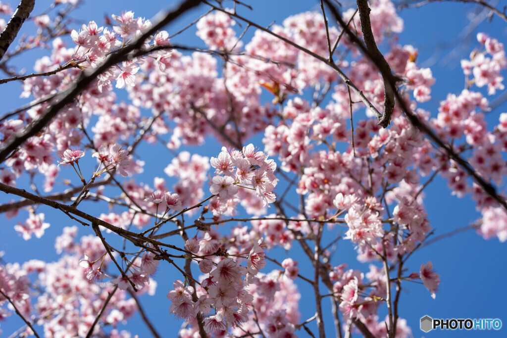 桜のシャワー