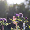 きれいな花の葉には棘ある4