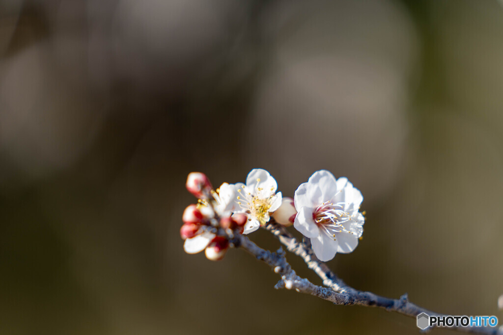 樹齢600年その3