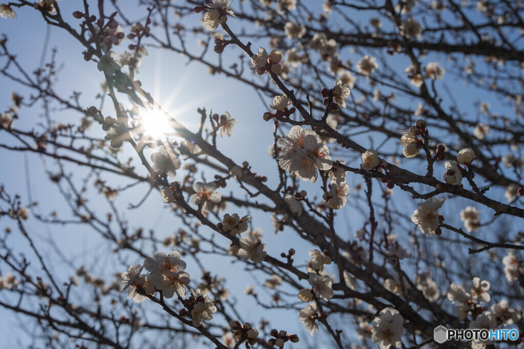 梅の花3