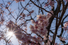 光と桜