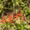 地上の花火