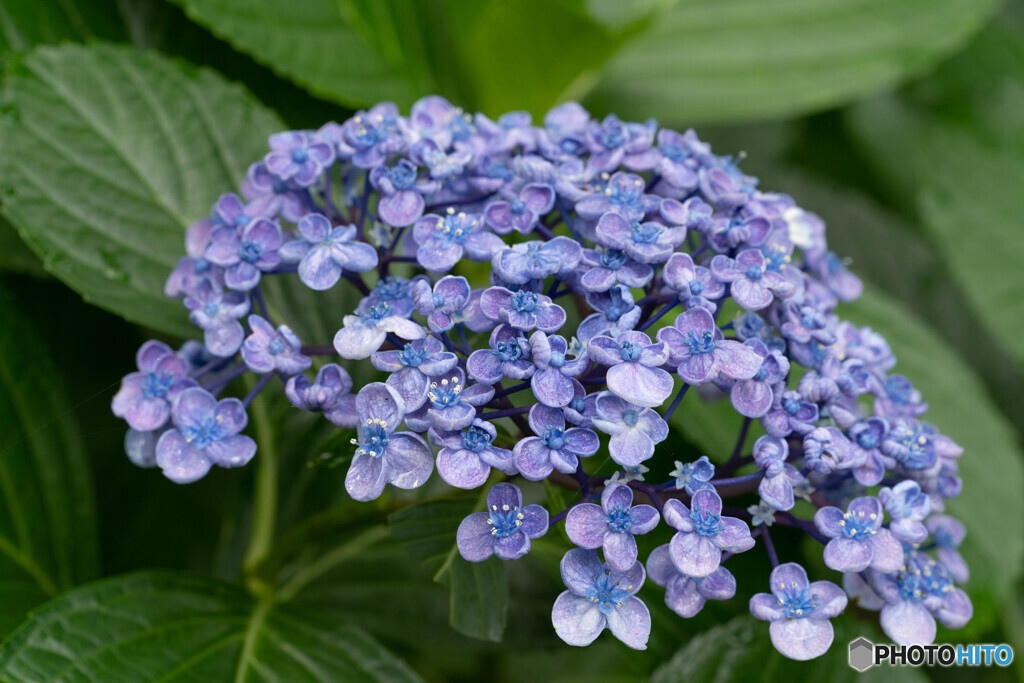 雨上がりのあじさい①