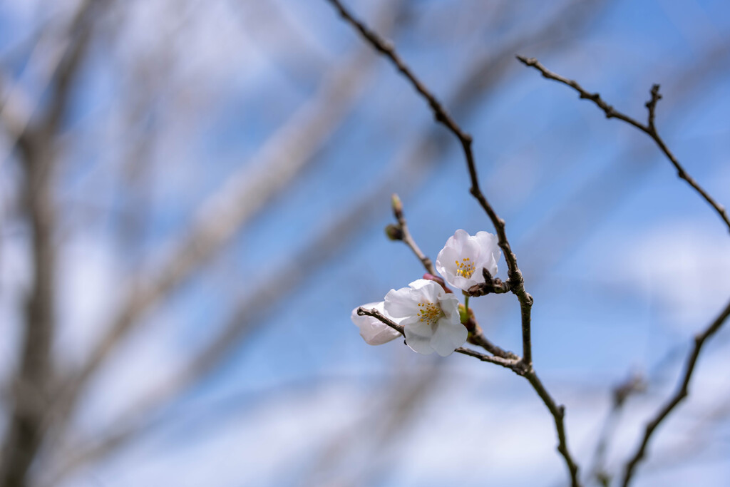 この枝だけ開花2022