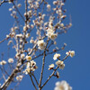 梅の花
