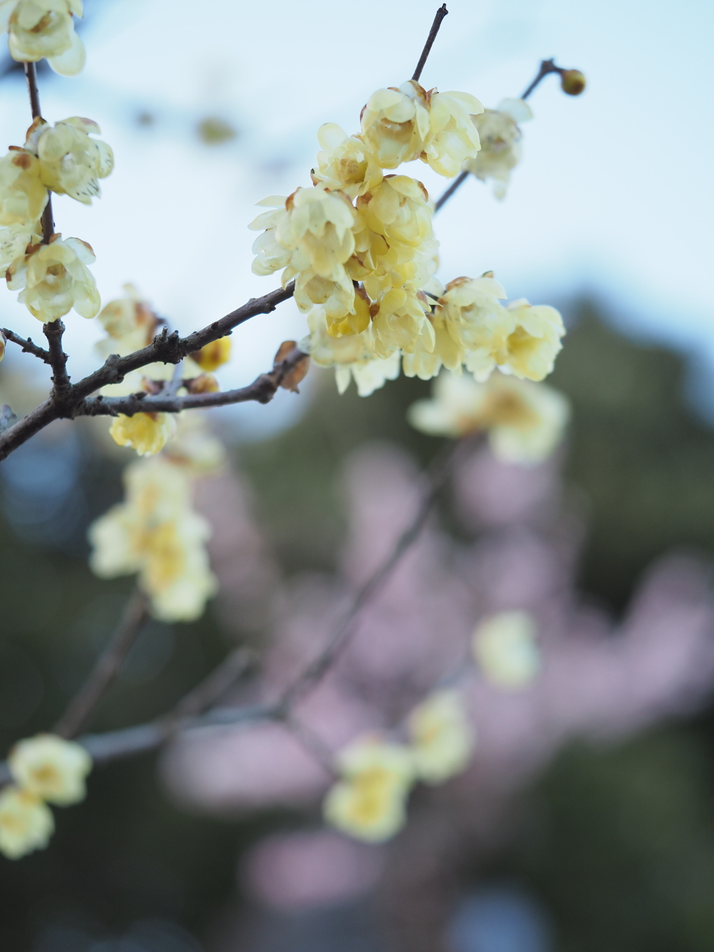 今年の素心蝋梅
