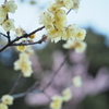 今年の素心蝋梅