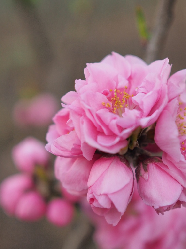 花束にして