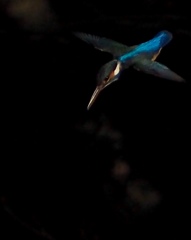 カワセミくん初投稿