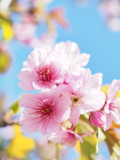 桜シーズン開幕