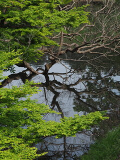 reflection