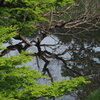 reflection