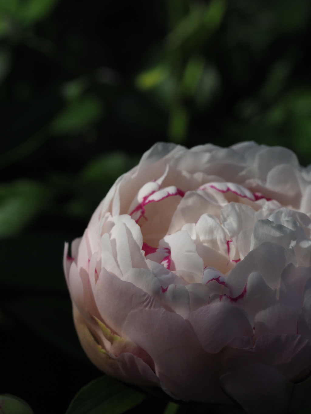 華の目覚め