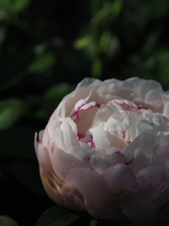 華の目覚め