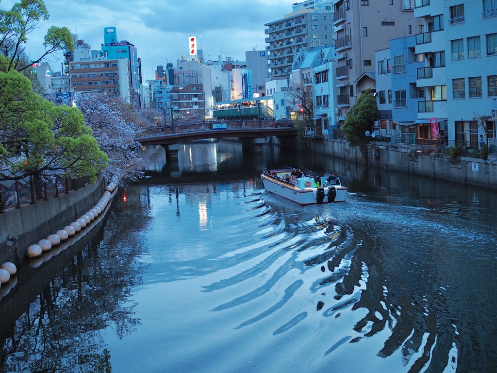 夜桜クルーズ