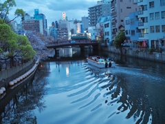 夜桜クルーズ