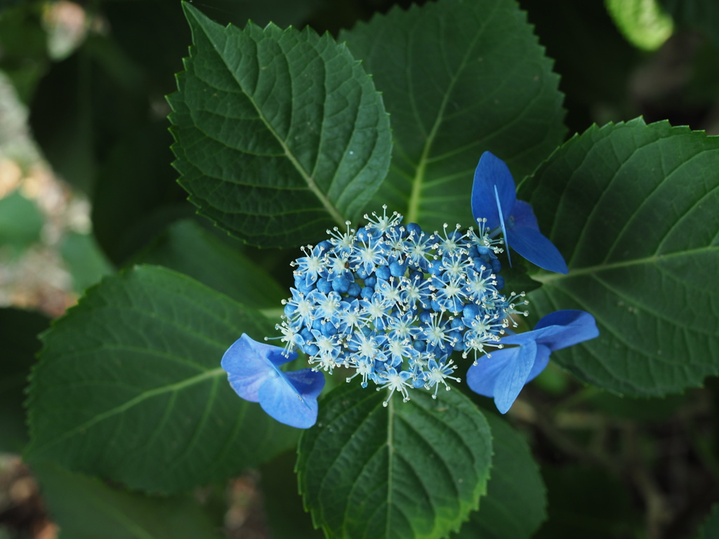 青の線香花火