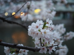 そろそろ夜桜見物