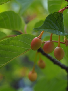 花より、、、