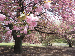 桜の樹に包まれて