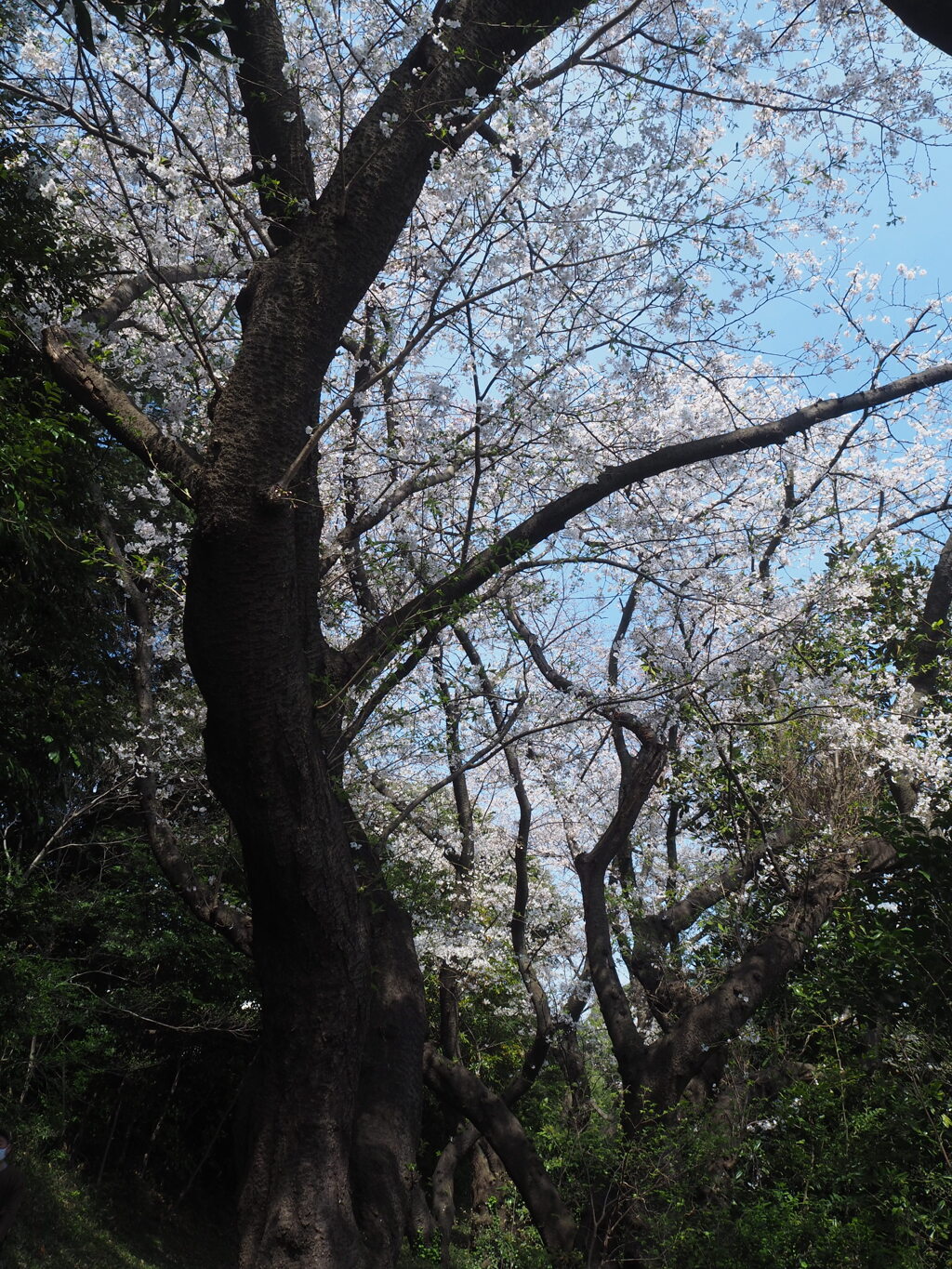 山桜