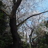 山桜