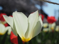 Spring has come!
