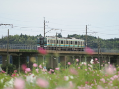 秋桜電車